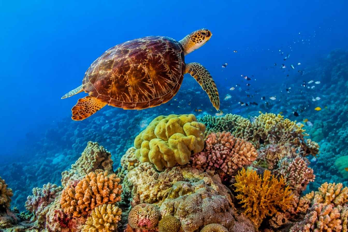 Great Barrier Reef Snorkeling Tours – Best Reef Adventures Queensland