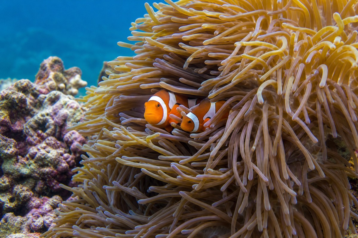 A clownfish sheltering in a sea anemone on the Great Barrier Reef
