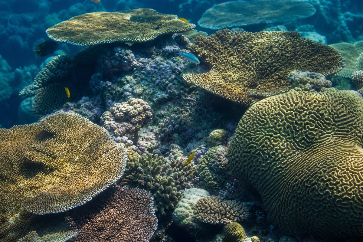 Close-up of a healthy coral garden on the Great Barrier Reef with reef fish moving through the branches