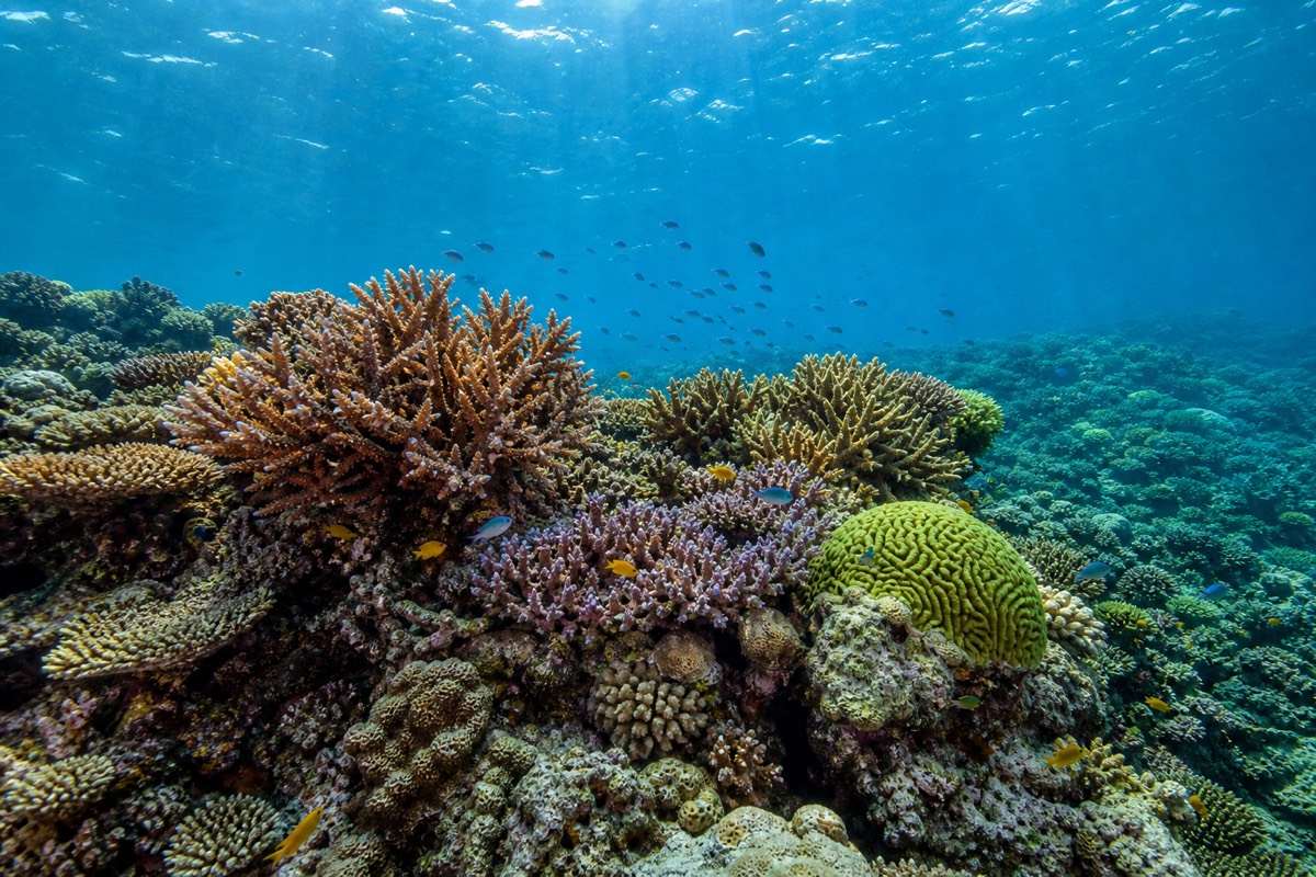 The Great Barrier Reef, Queensland