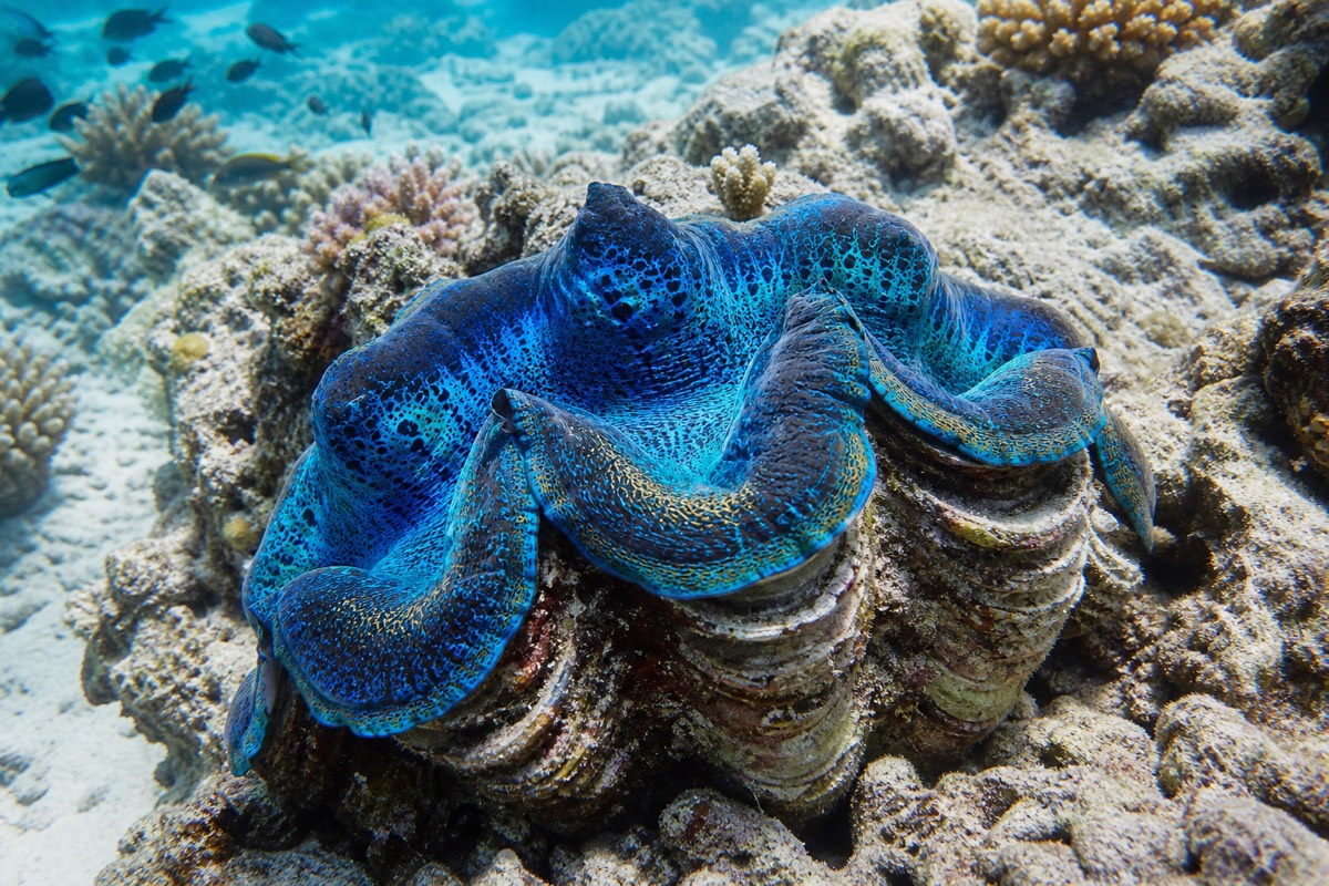 A giant clam nestled among coral on the Great Barrier Reef