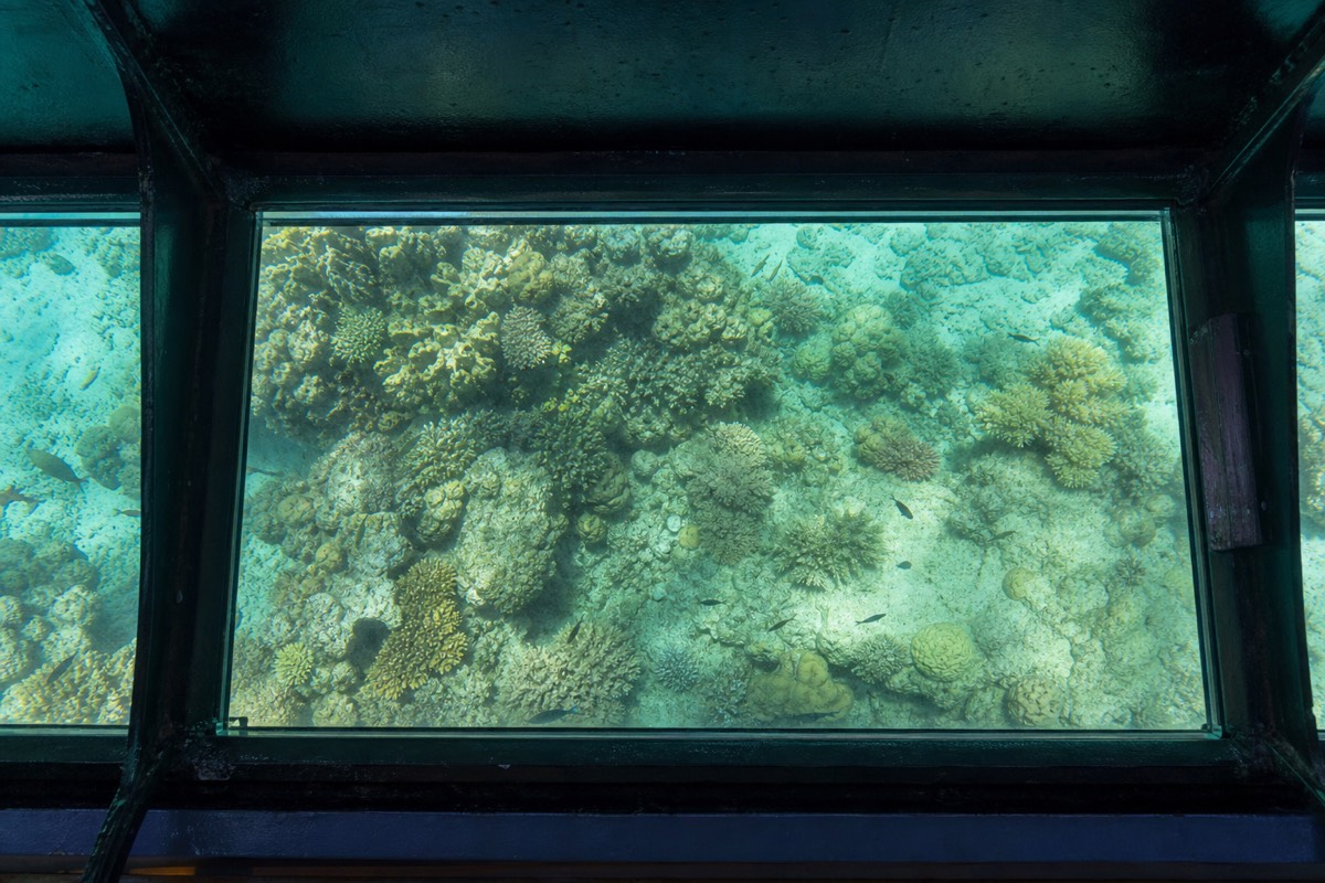 The view through a glass-bottom boat