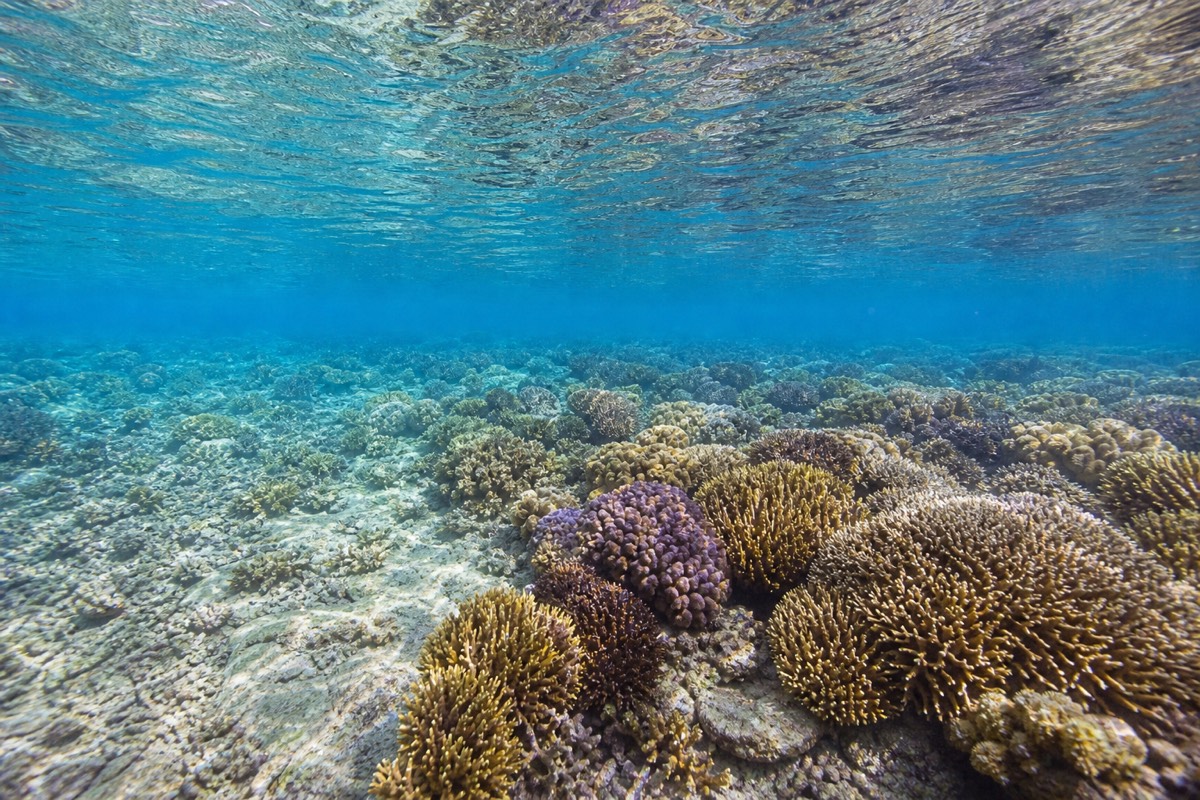 A calm, shallow reef flat suited to beginners