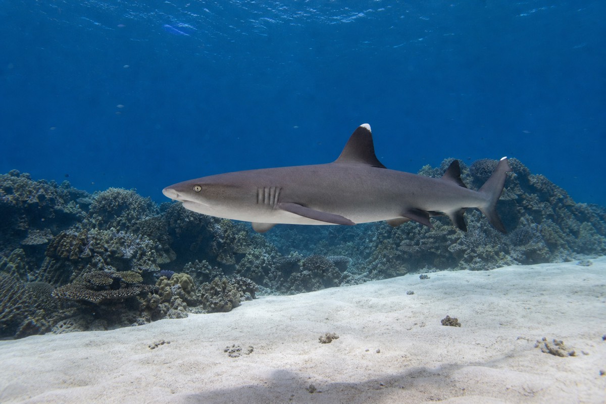A whitetip reef shark on the Great Barrier Reef