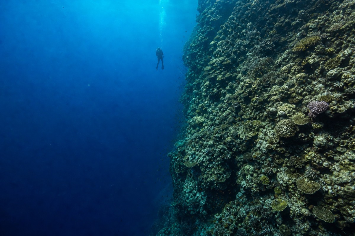 A scuba diver following a coral reef wall on the Great Barrier Reef, the kind of deeper structure that opens up once you go beyond snorkeling depth.