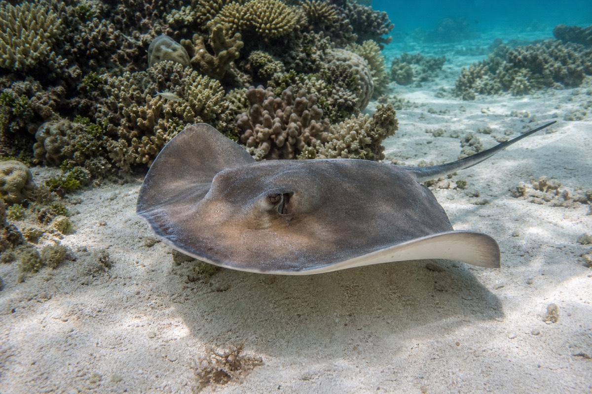 A stingray gliding over sandy seafloor near a Great Barrier Reef snorkel site