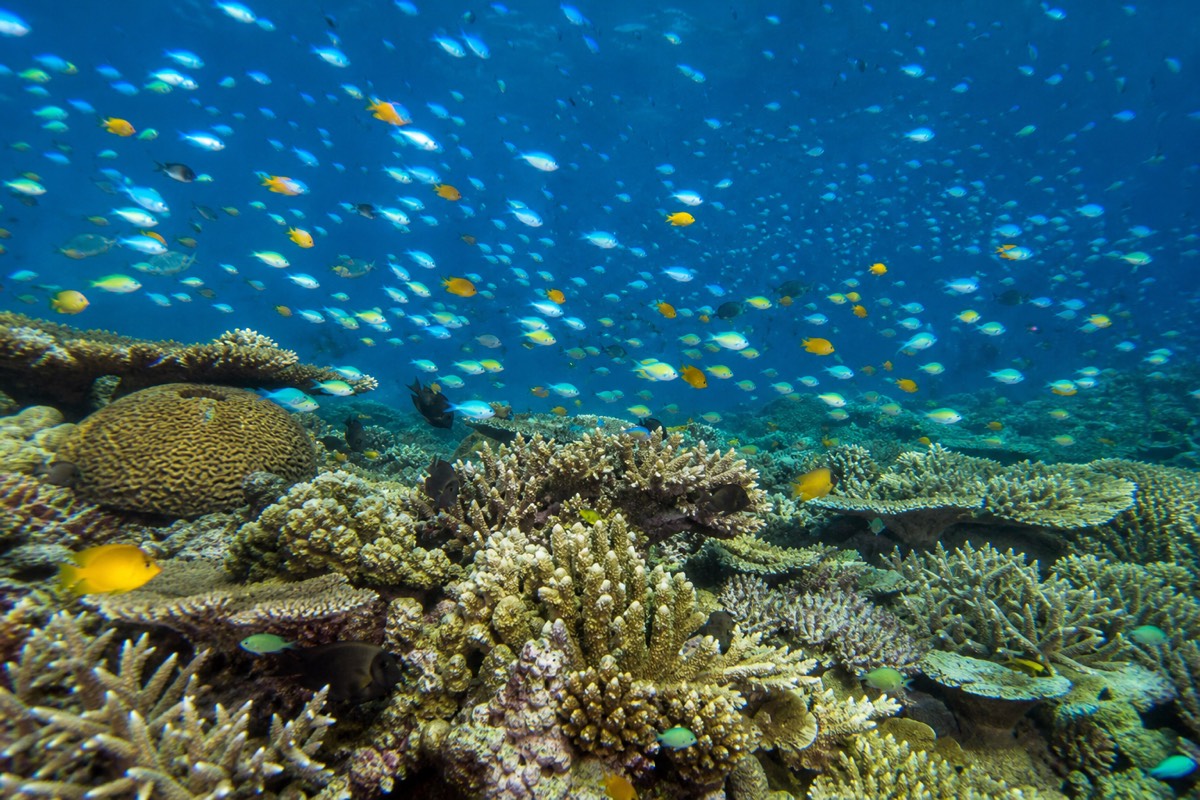 Clownfish sheltering in a sea anemone