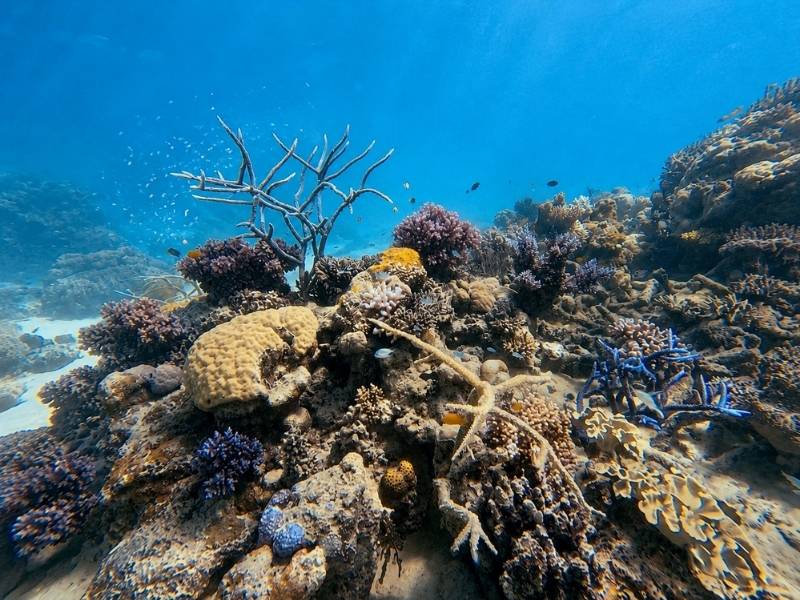 ABC Reef Safaris – Great Barrier Reef Adventure