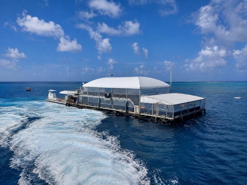 From Port Douglas: Quicksilver Great Barrier Reef Snorkeling Adventure