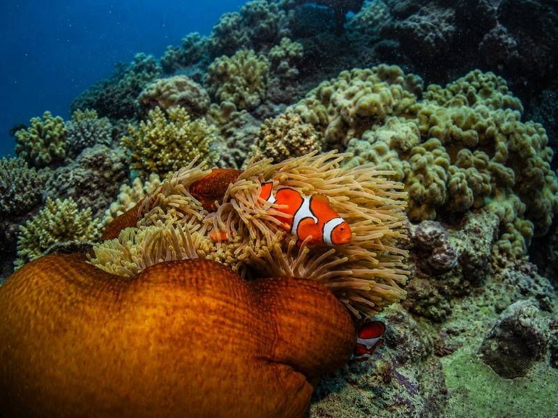mission of Great Barrier Reef Snorkeling Tours